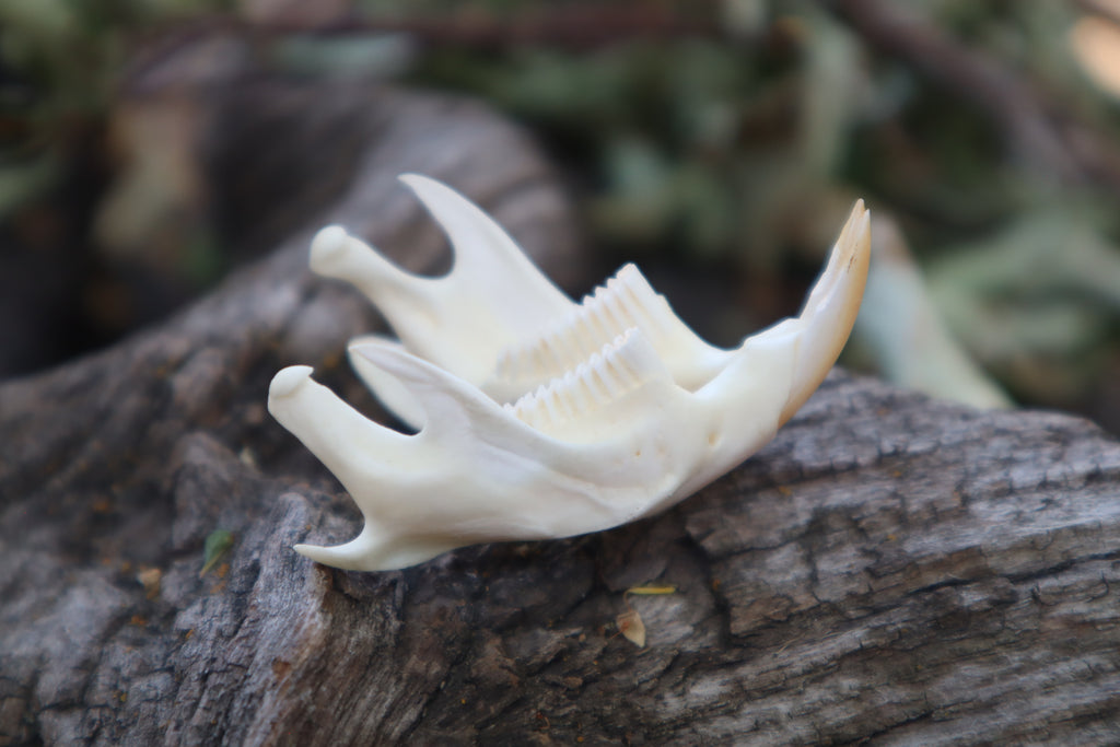 Muskrat Mandible