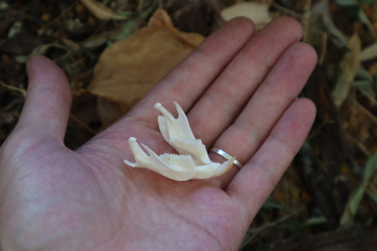 Muskrat Mandible
