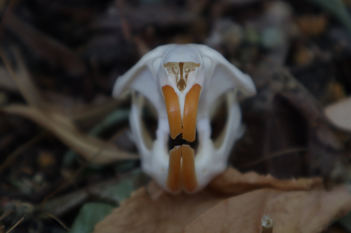 Muskrat Skull
