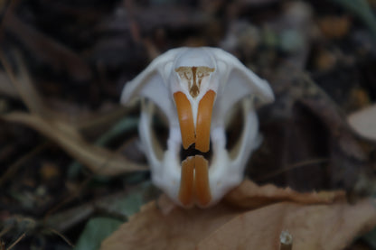 Muskrat Skull