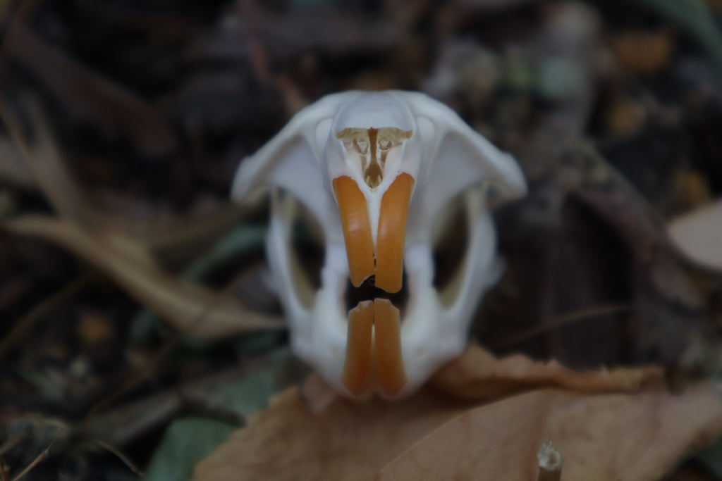 Muskrat Skull