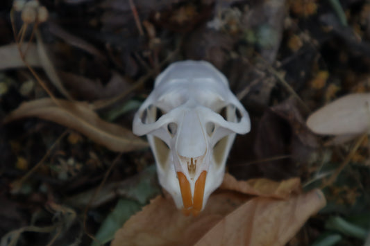 Muskrat Skull