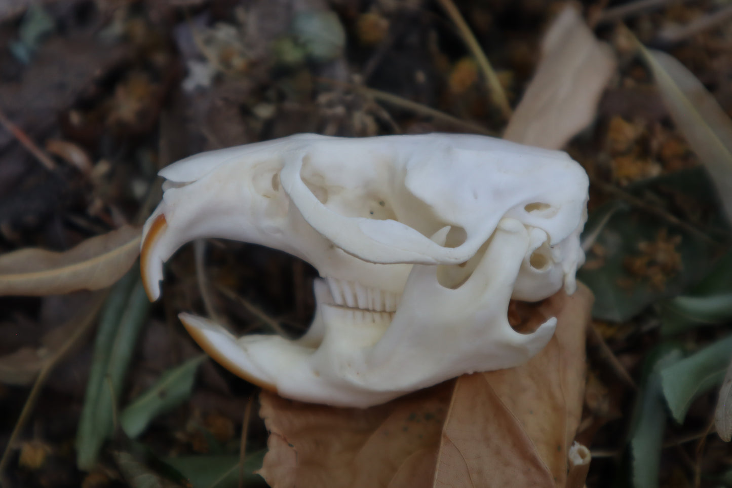 Muskrat Skull