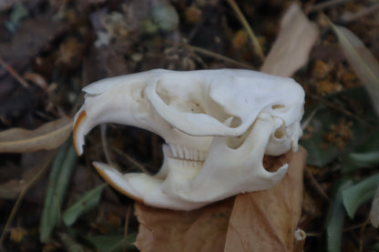 Muskrat Skull