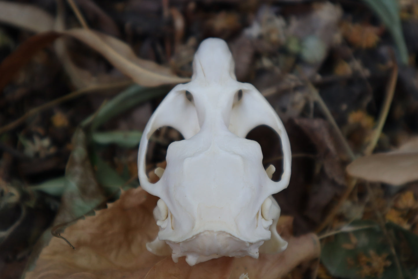 Muskrat Skull