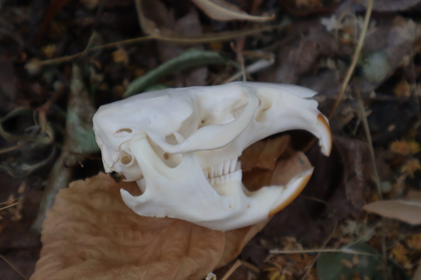 Muskrat Skull