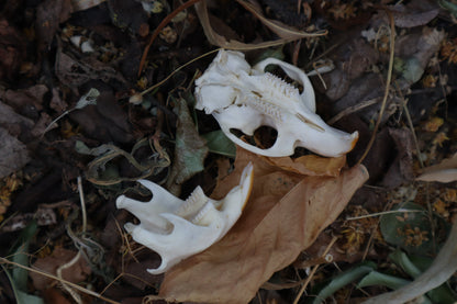 Muskrat Skull