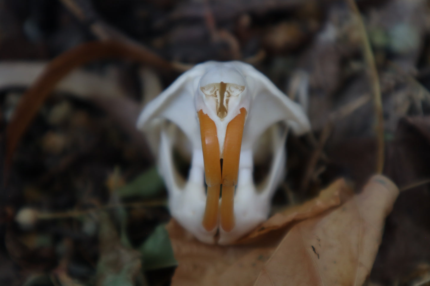 Muskrat Skull