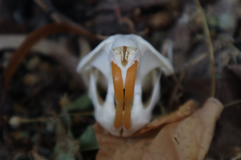 Muskrat Skull