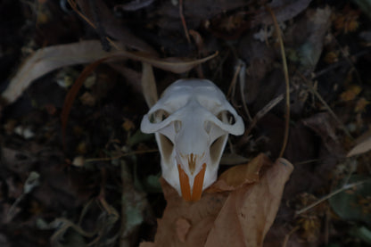 Muskrat Skull