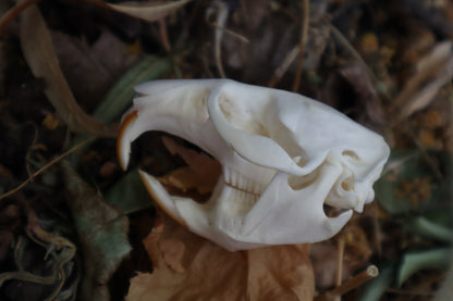 Muskrat Skull