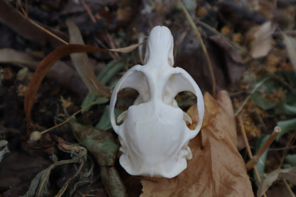 Muskrat Skull