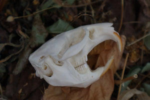 Muskrat Skull