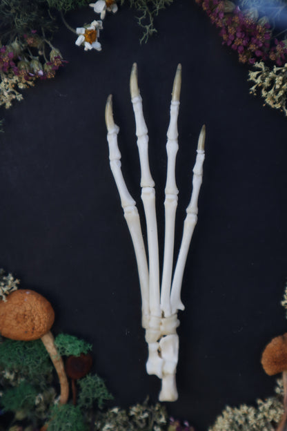 Reserved for Mary - Lucky Rabbit Paw Display