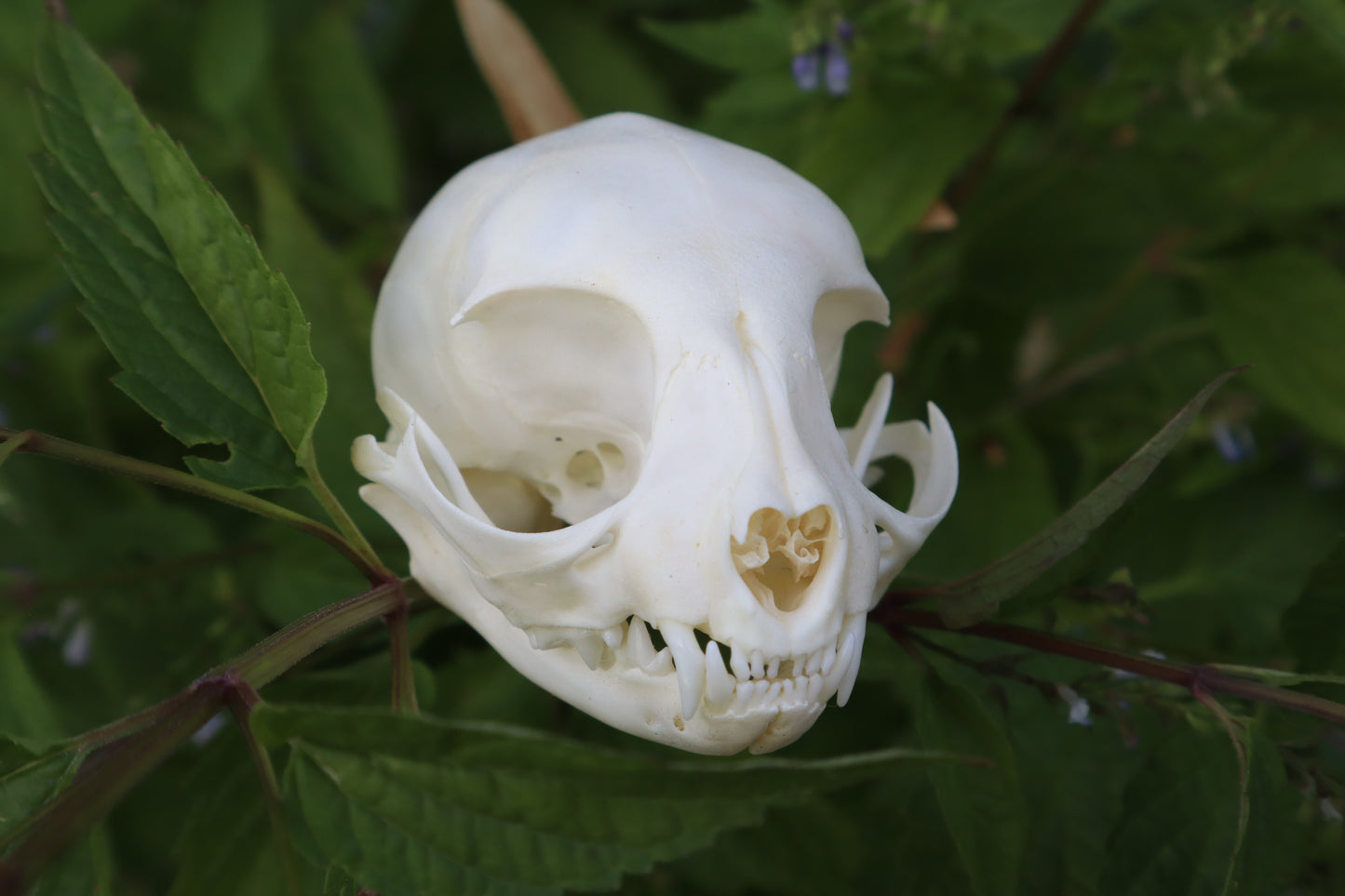 Kitten Skull
