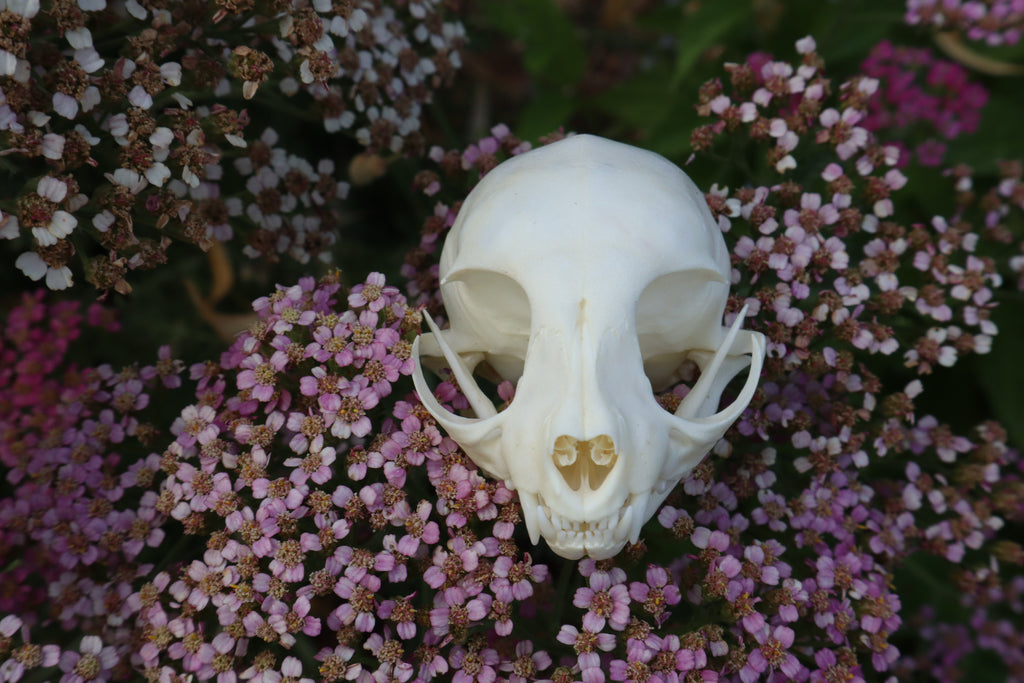 Kitten Skull