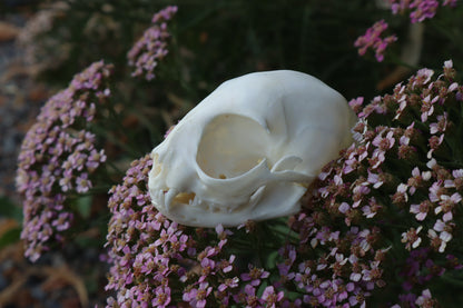 Kitten Skull