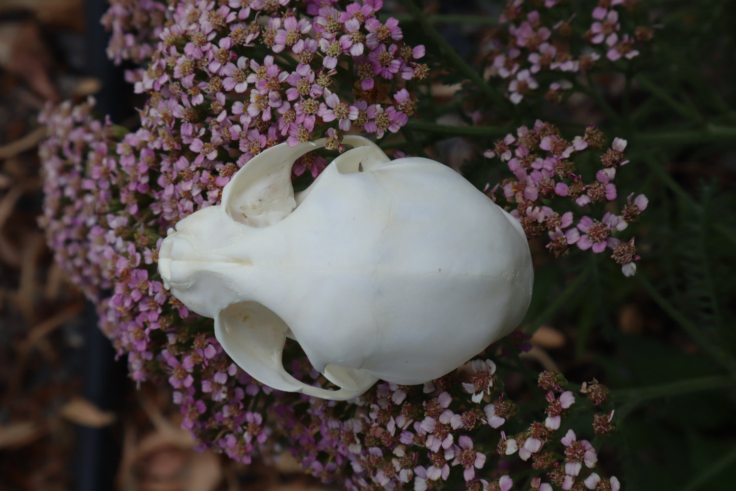 Kitten Skull