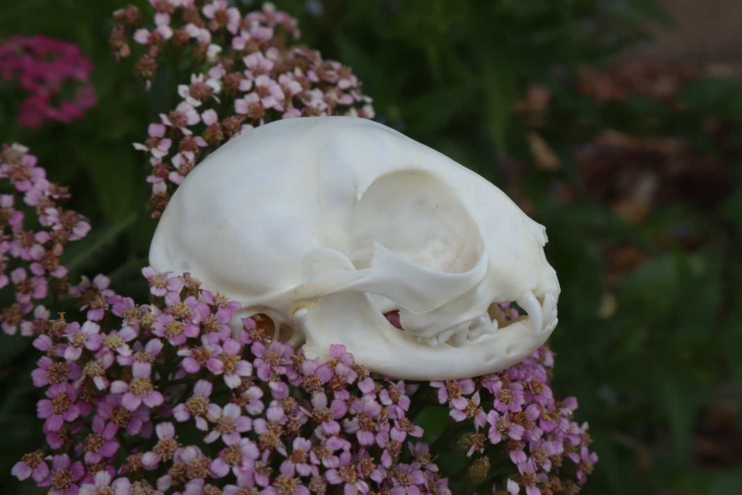 Kitten Skull