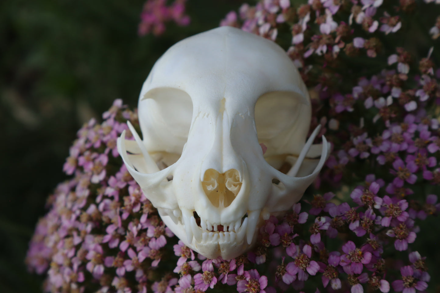Kitten Skull