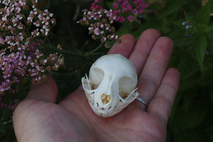 Kitten Skull