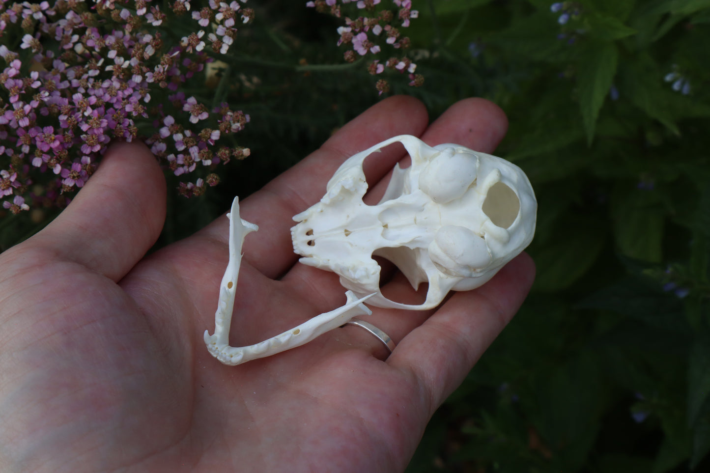 Kitten Skull