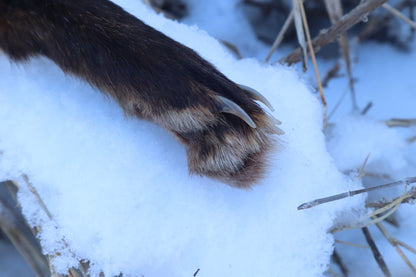 Red Fox Paw Knife