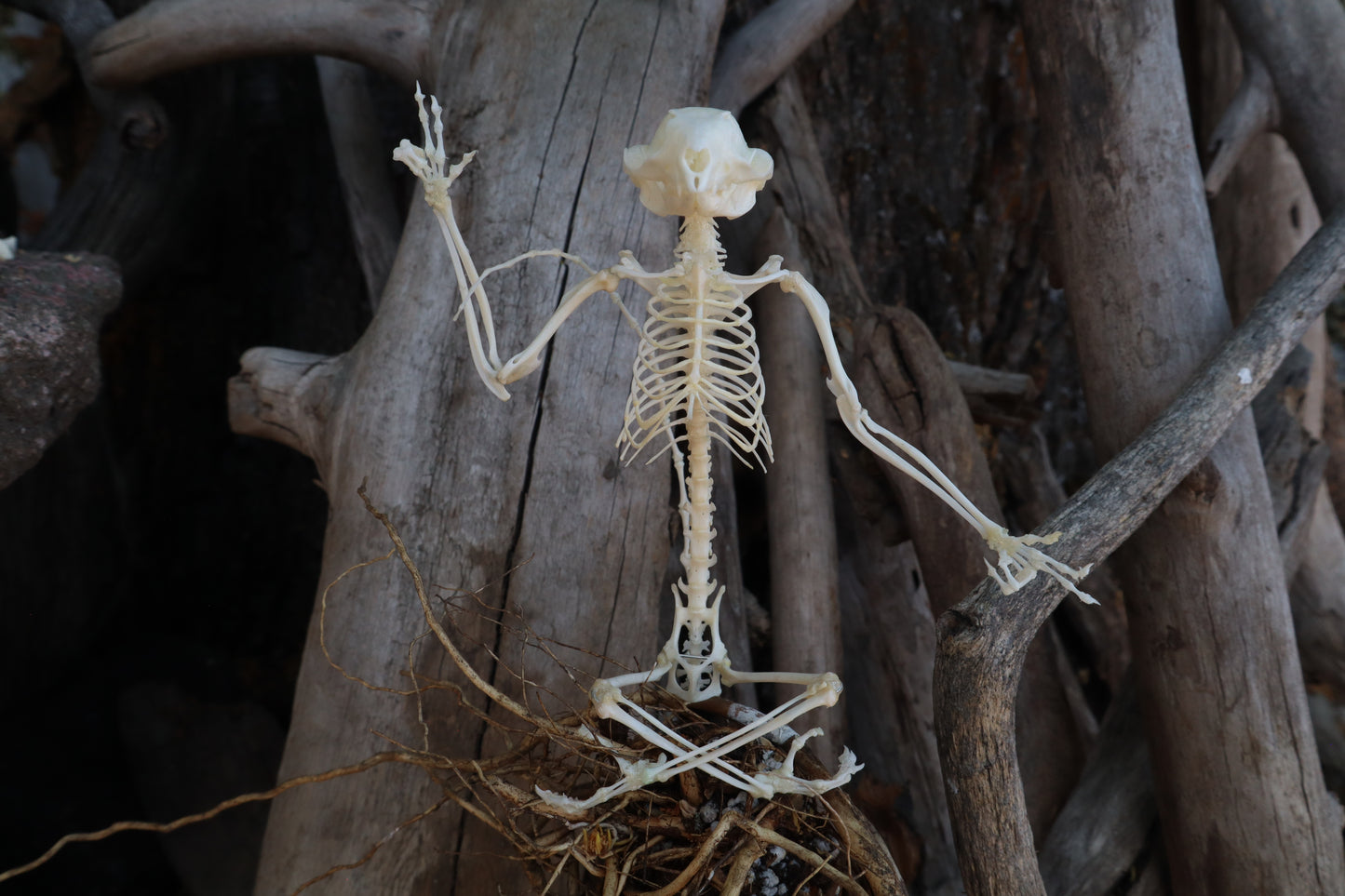 Baphomet - Articulated Sugar Glider Skeleton