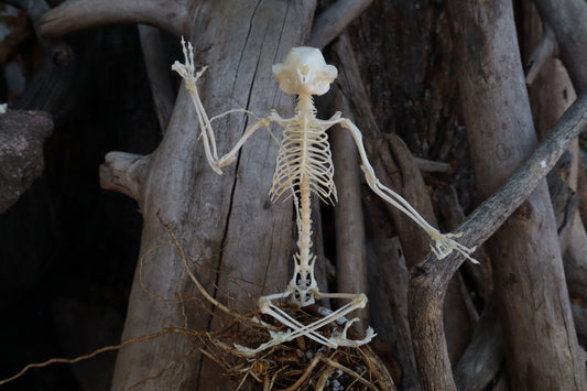 Baphomet - Articulated Sugar Glider Skeleton
