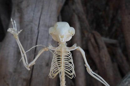Baphomet - Articulated Sugar Glider Skeleton
