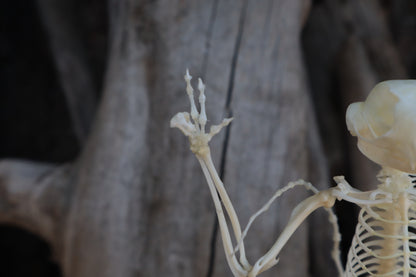 Baphomet - Articulated Sugar Glider Skeleton