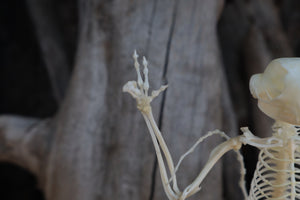 Baphomet - Articulated Sugar Glider Skeleton