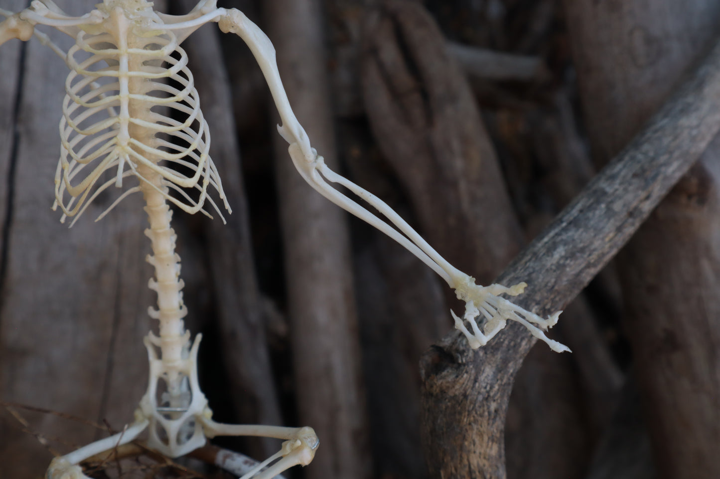 Baphomet - Articulated Sugar Glider Skeleton