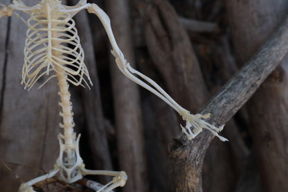Baphomet - Articulated Sugar Glider Skeleton