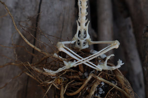 Baphomet - Articulated Sugar Glider Skeleton