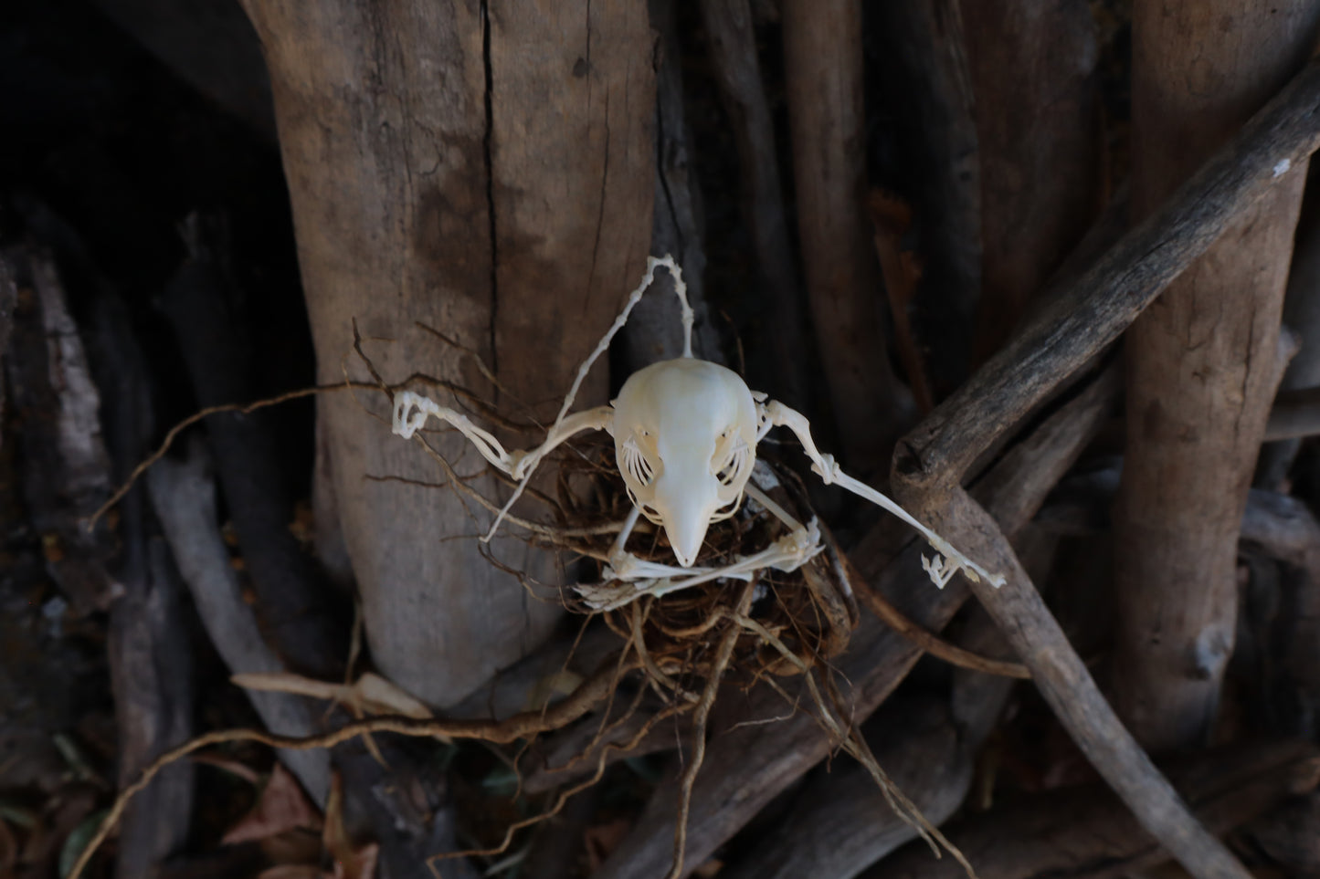 Baphomet - Articulated Sugar Glider Skeleton