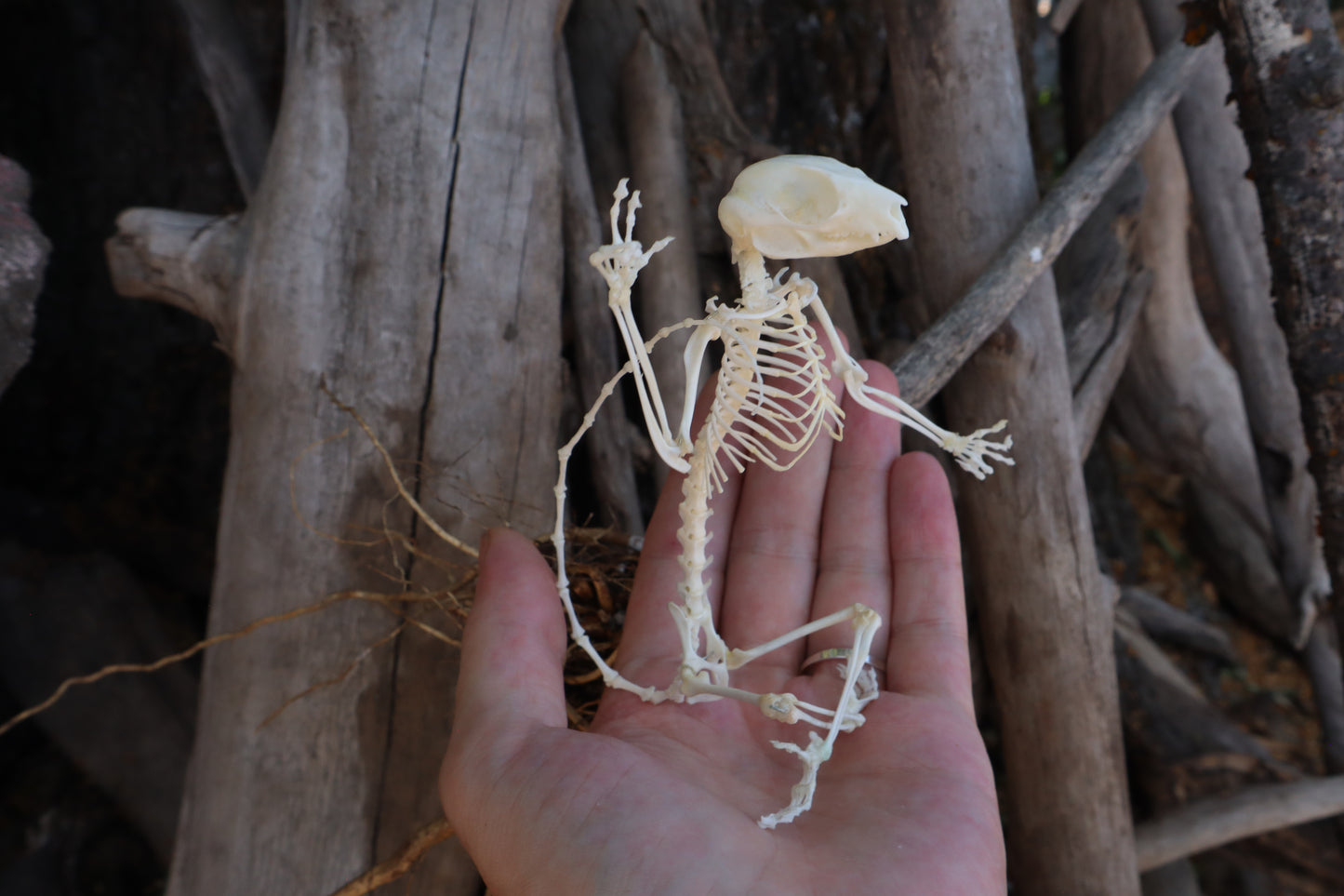 Baphomet - Articulated Sugar Glider Skeleton