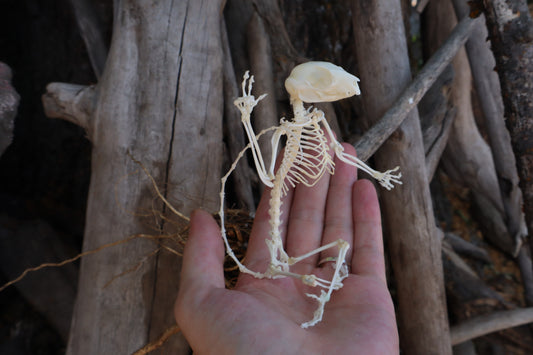 Baphomet - Articulated Sugar Glider Skeleton