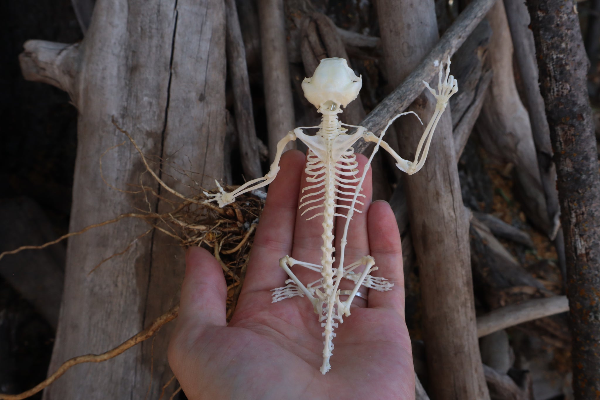 Baphomet - Articulated Sugar Glider Skeleton – Freyja's Forest