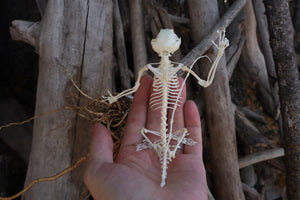 Baphomet - Articulated Sugar Glider Skeleton
