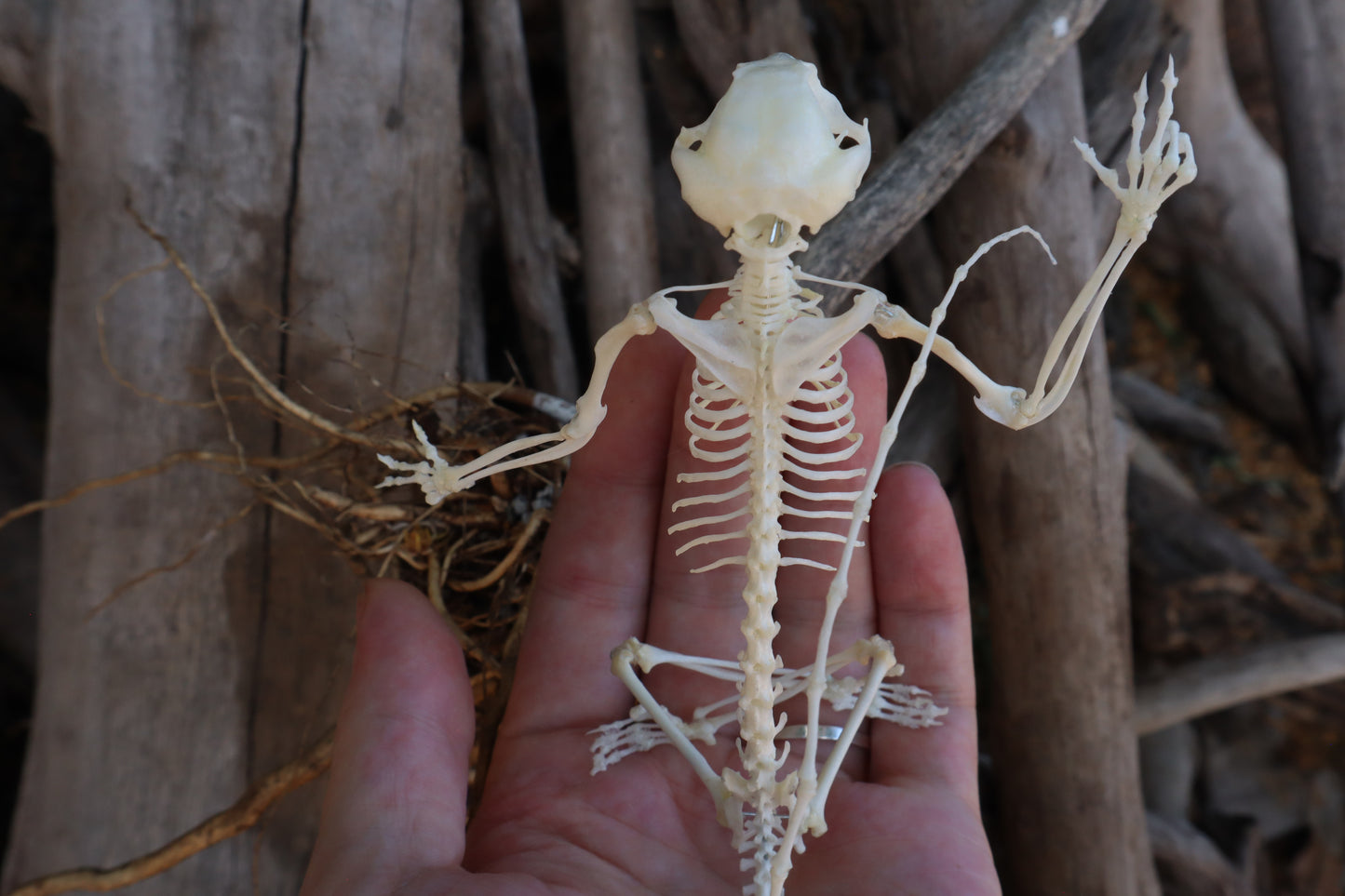 Baphomet - Articulated Sugar Glider Skeleton