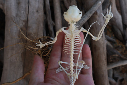Baphomet - Articulated Sugar Glider Skeleton