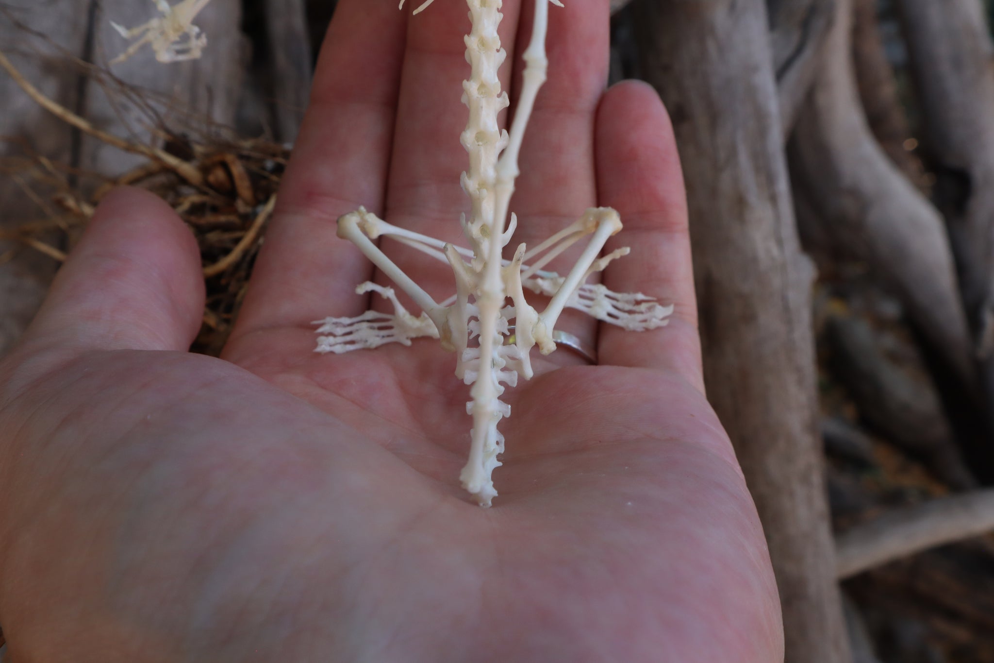 Baphomet - Articulated Sugar Glider Skeleton