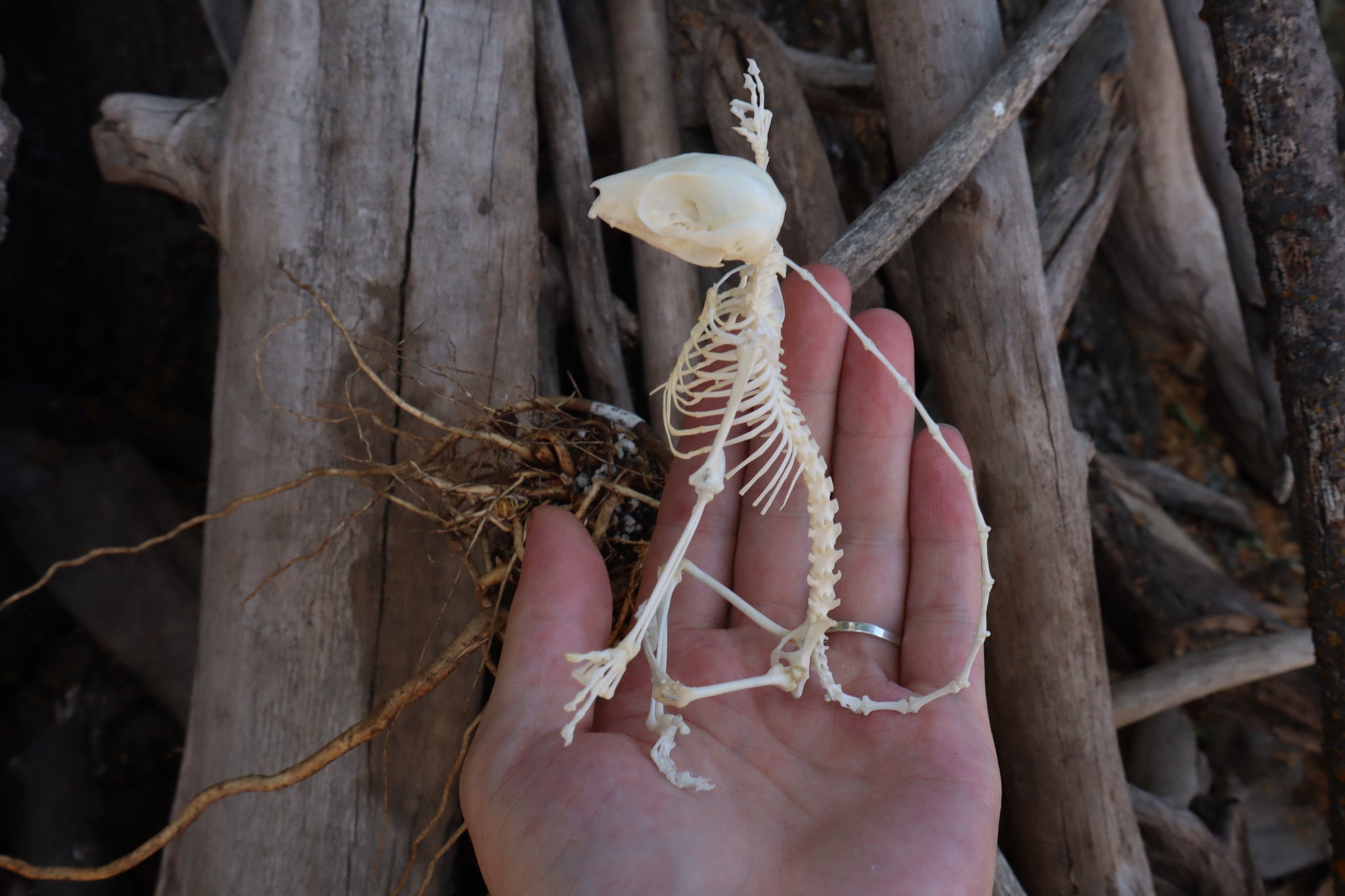 Baphomet - Articulated Sugar Glider Skeleton