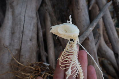 Baphomet - Articulated Sugar Glider Skeleton