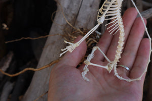 Baphomet - Articulated Sugar Glider Skeleton