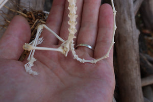 Baphomet - Articulated Sugar Glider Skeleton