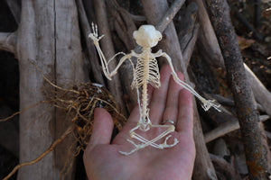 Baphomet - Articulated Sugar Glider Skeleton