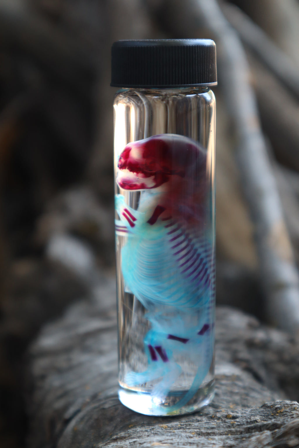 Diaphonized Fetal Skunk