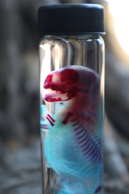 Diaphonized Fetal Skunk